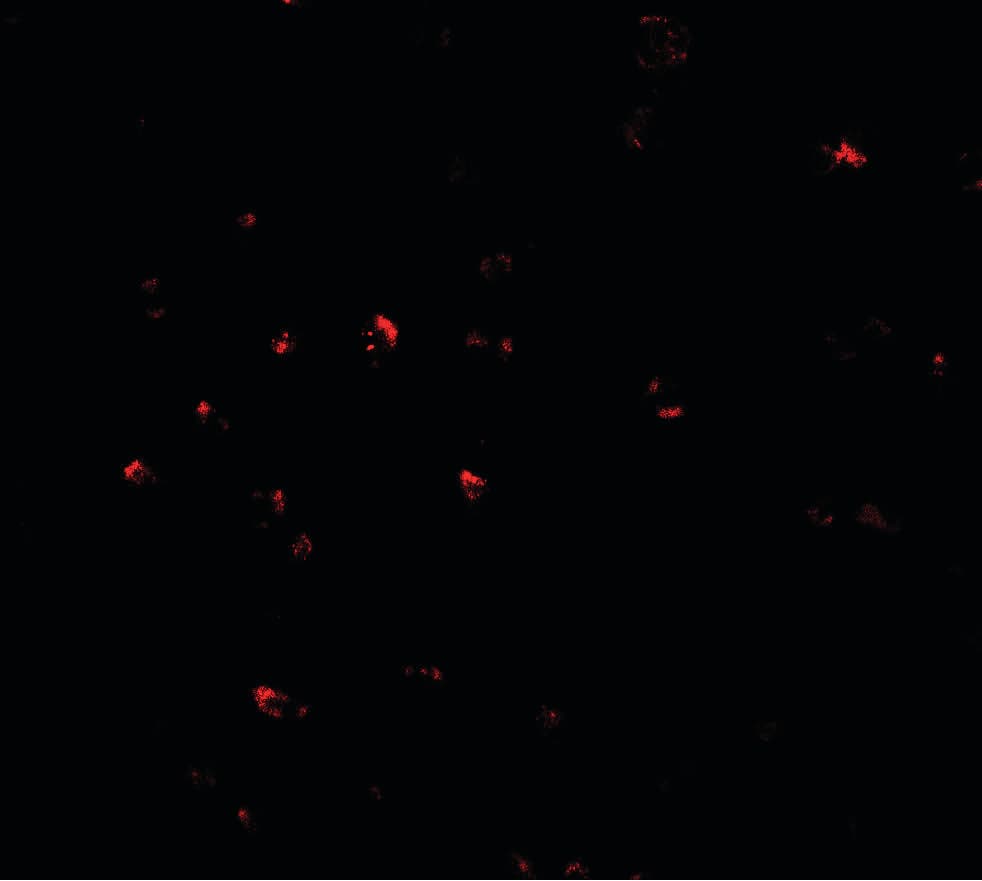 IHC-plus™ CITED2 Antibody