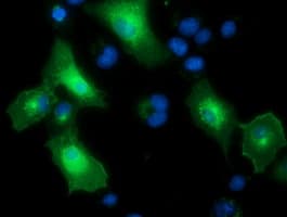 PTPRE / PTP Epsilon Antibody (clone OTI3H3)