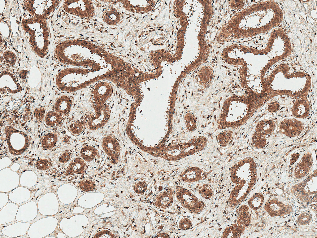 WNT3 Antibody (FITC)