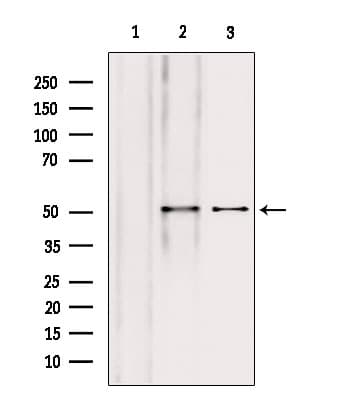NAPRT Antibody