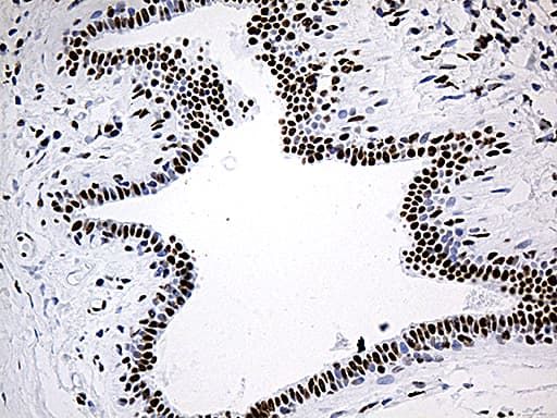 DDX39B / UAP56 Antibody (aa319-428, clone OTI2F11)