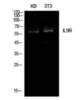 IL9R / CD129 Antibody