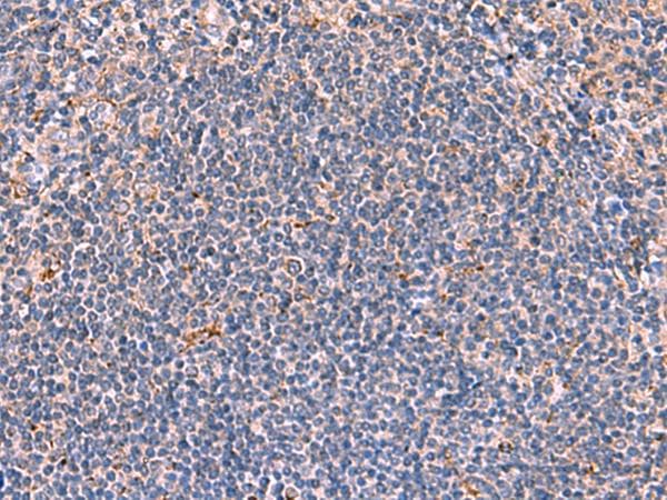 FDXR Antibody