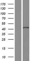 EGR3 Protein (Over-Expression Lysate Myc-DDK (Flag))