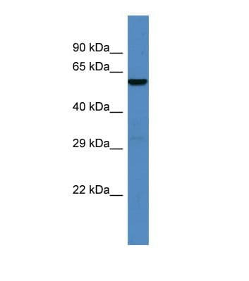 ATG16L1 / ATG16L Antibody (aa441-490)