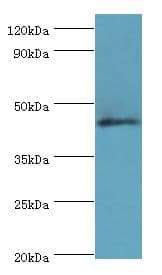 Polyclonal Rabbit anti-Human DUSP7 Antibody (aa160-419, IHC, WB)