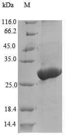 Tenebrio molitor Larval cuticle protein A1A (Recombinant 10His-B2M-JD, N-terminus + Myc, C-terminus)
