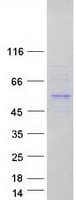 Human FOXD4 Protein (Recombinant Myc-DDK (Flag))