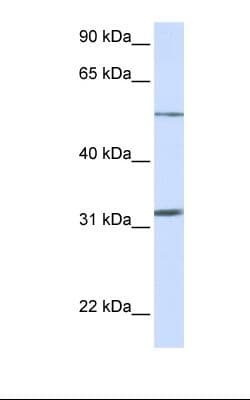 SLC35A5 Antibody (aa36-85)