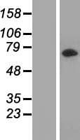 LRRC45 Protein (Over-Expression Lysate Myc-DDK (Flag))