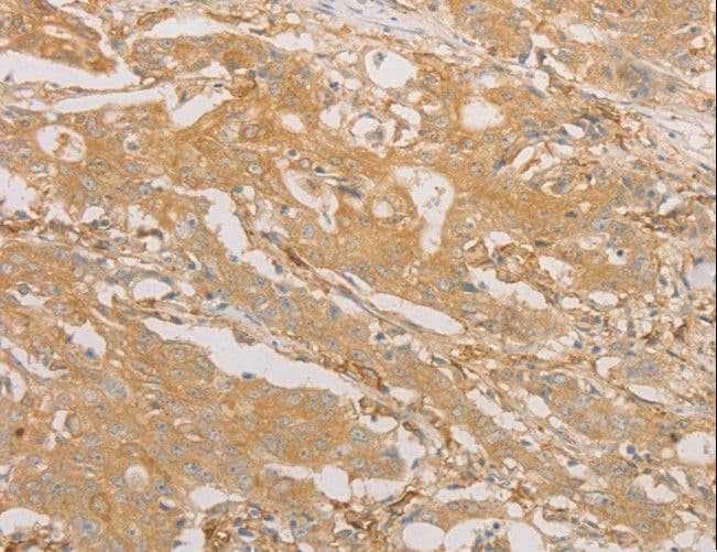 CD40 Antibody