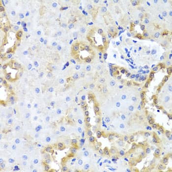 CGB7 Antibody