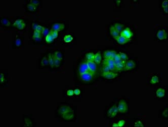 KCNH2 / HERG Antibody