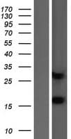 MIA40 / CHCHD4 Protein (Over-Expression Lysate Myc-DDK (Flag))