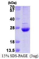 Human PSMB6 Protein (Recombinant His)