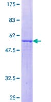Human NXPH4 Protein (Recombinant GST)