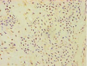 ATP5J Antibody (aa1-108)