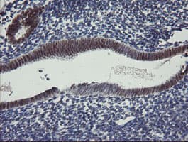 RBPMS / Hermes Antibody (clone OTI3D10)