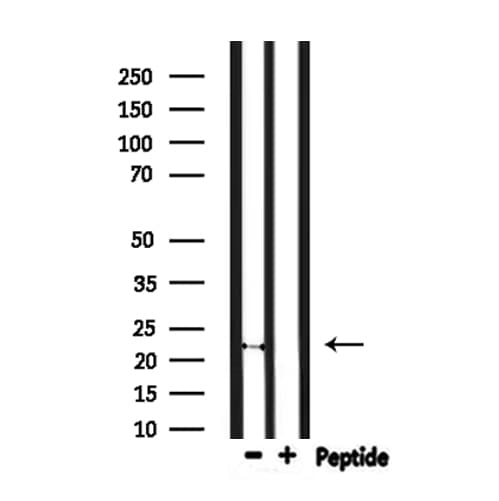FGF20 Antibody