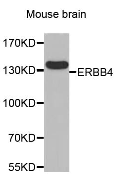 ERBB4 / HER4 Antibody