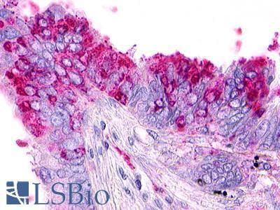 PathPlus™ RXFP4 / GPR100 Antibody (C-Terminus)