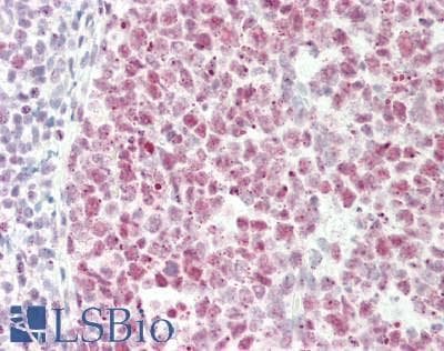 IHC-plus™ USP7 / HAUSP Antibody (aa1050-C-term)