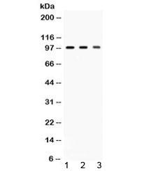AGO2 / EIF2C2 Antibody