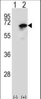 Polyclonal Rabbit anti-Human NARS Antibody (aa24-53, IHC, WB)
