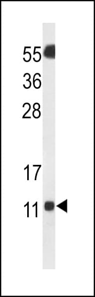 SH3BGRL3 Antibody (aa24-52)