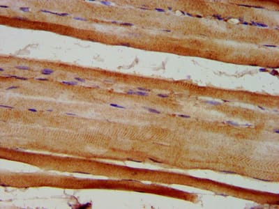 Polyclonal Rabbit anti-Human EYA4 Antibody (IHC, IF)