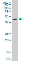 NUDR / DEAF1 Antibody (clone 3E6)