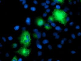 ATG3 Antibody (clone OTI2B9)