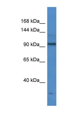 TTF1 / Txn Termination Factor Antibody (aa412-461)
