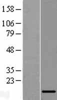 C10orf85 Protein (Over-Expression Lysate Myc-DDK (Flag))