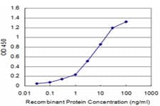 D-Binding Protein / DBP Antibody (clone 3A6)