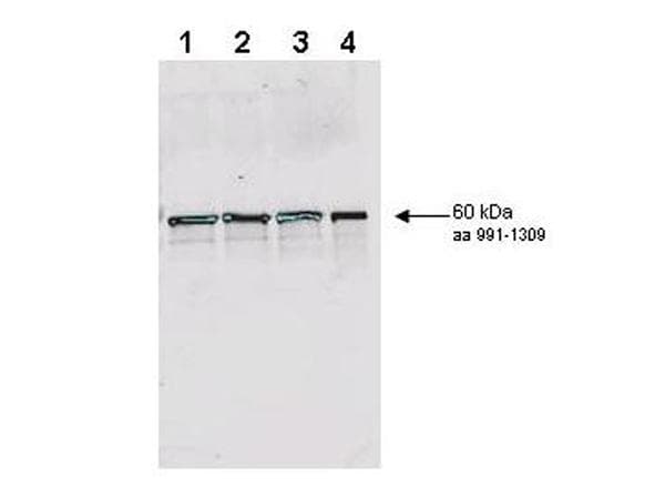 Yeast Rad9 Antibody