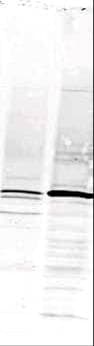 IHC-plus™ CAMK4 / CaMK IV Antibody