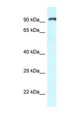 RASAL1 / RASAL Antibody (C-Terminus)