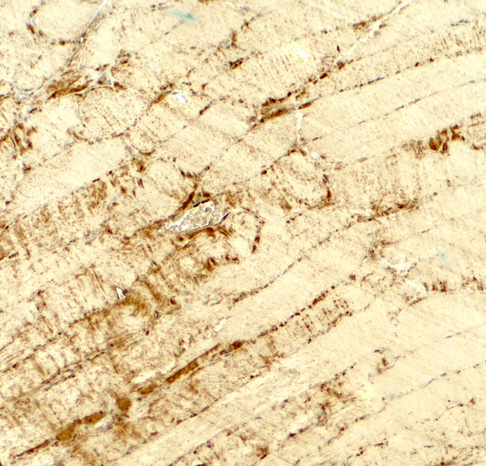DCANP1 Antibody