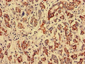 RTCD1 / RPC Antibody