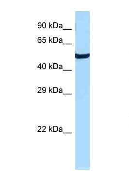 GPR19 Antibody (aa281-330)