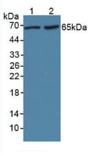 LBP Antibody (aa27-481, APC)
