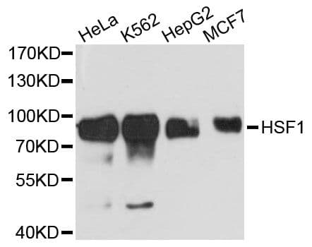 HSF1 Antibody