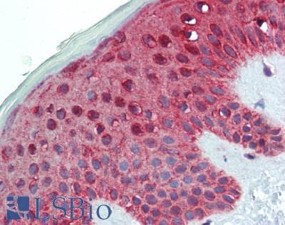IHC-plus™ PA2G4 / EBP1 Antibody (aa300-345)