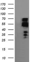 ZSCAN18 / ZNF447 Antibody (clone OTI1F10)