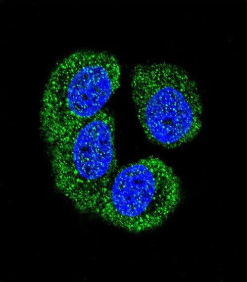 NLK Antibody (aa275-300)