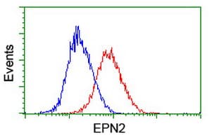 EPN2 Antibody (clone OTI1C2)