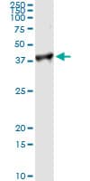 IHC-plus™ PCNA Antibody (clone 1G7)