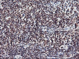 FMR1 / FMRP Antibody (clone OTI1C6)