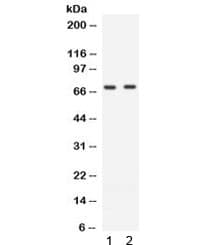 ZAP70 Antibody